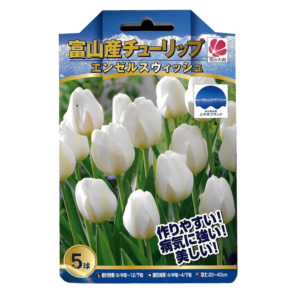 富山産チューリップ 【エンゼルスウィッシュ】 球根 （5球入り） （植え付け時期12月下旬まで）