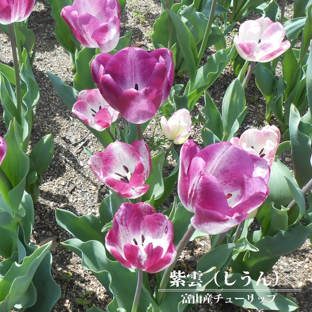 富山産チューリップ 【紫雲 しうん 】 球根 5球入り 植え付け時期12月下旬まで 