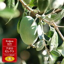 フェイジョア 苗 【アポロセレクト 】 1年生 挿し木 苗