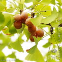 ぎんなん (銀杏) 【嶺南 (れいなん)】 1年生接木苗 単品 or 受粉樹セット