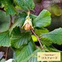 【コスフォード】 ヘーゼルナッツ 1年生苗 【予約販売】11月下旬頃入荷予定