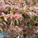 モミジ 【紅羽衣】 5号ロングポット