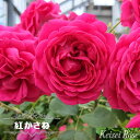 四季咲きバラ苗 【紅かさね】 2年生大苗 登録品種・品種登録