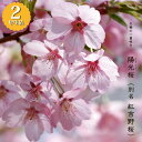 さくら 【陽光 (紅吉野桜)】 2年生 接木 苗
