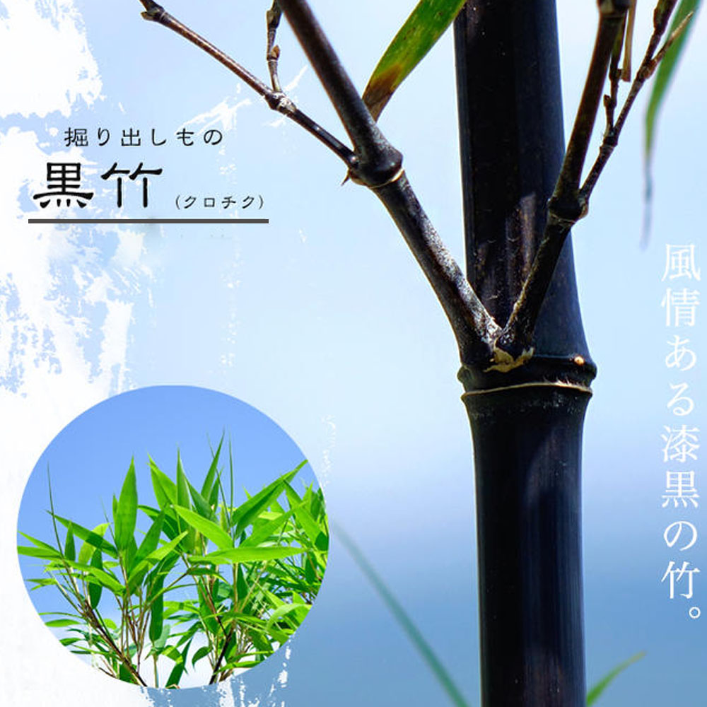 楽天市場】黒竹(植木|ガーデニング・農業):花・ガーデン 楽天市場】黒竹(植木|ガーデニング・農業):花・ガーデン