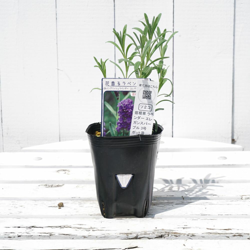 ハーブ苗3号ポット3月下旬頃入荷予定