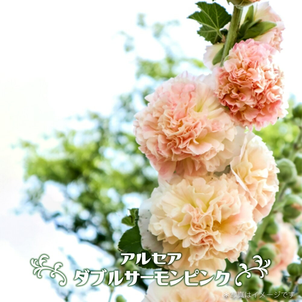 アルケア 【ダブルサーモンピンク】 3号ポット苗のサムネイル