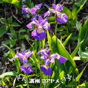 満洲コアヤメ 3号ポット