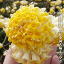【黄花中国大輪ミツマタ】 ポット苗 【予約販売】10〜11月頃入荷予定