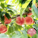 桃 苗木 【あかつき】 1年生接木苗 【予約販売】11〜12月頃入荷予定