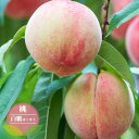 桃 苗木 【白鳳】 1年生接木苗 【予約販売】11〜12月頃入荷予定