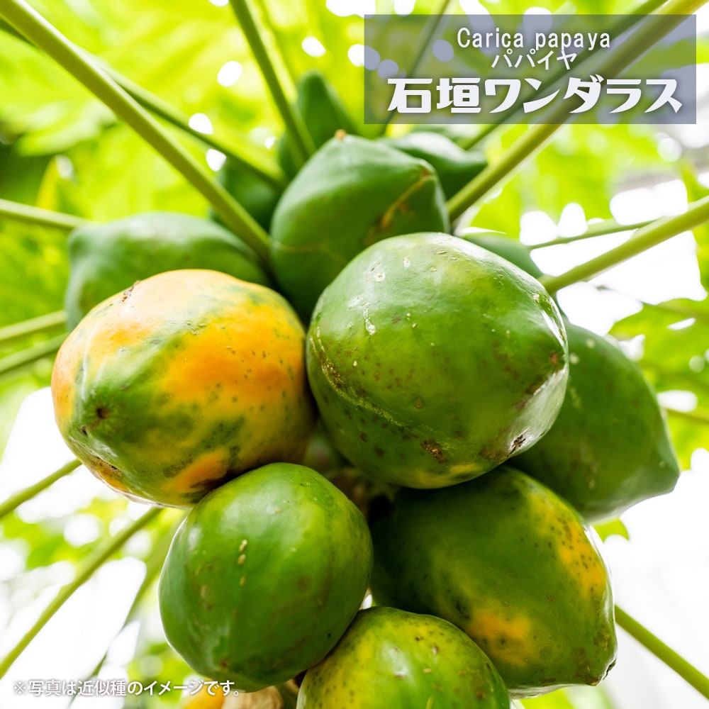 【石垣ワンダラス】 パパイヤ苗 4号ポット苗 沖縄県産のサムネイル