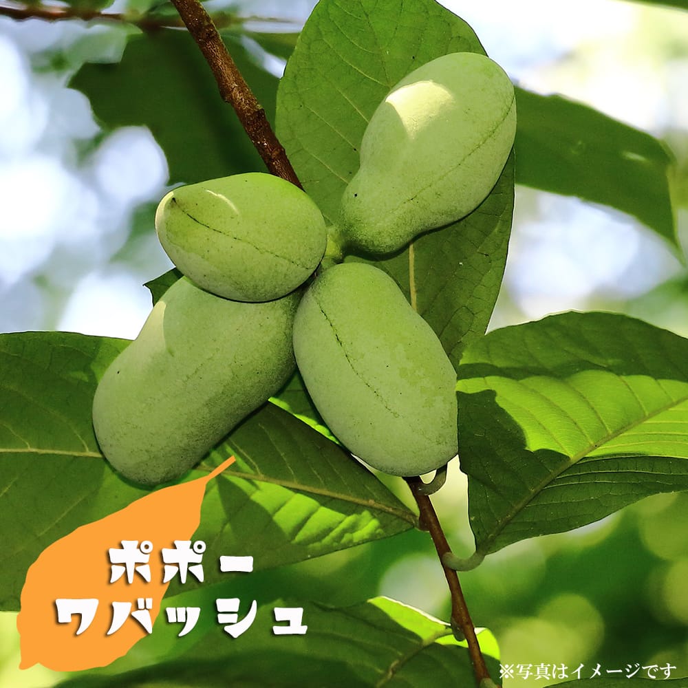 ポポー 苗木 【ワバッシュ】 3年生接木大苗 8号ポット