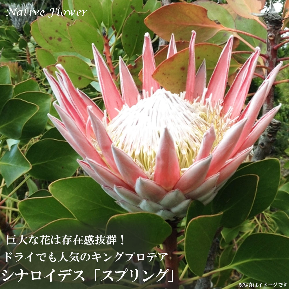 楽天市場】キングプロテア(植木|ガーデニング・農業):花 楽天市場】キングプロテア(植木|ガーデニング・農業):花