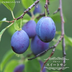 https://thumbnail.image.rakuten.co.jp/@0_mall/hana-online/cabinet/09215125/puru-n007_01.jpg