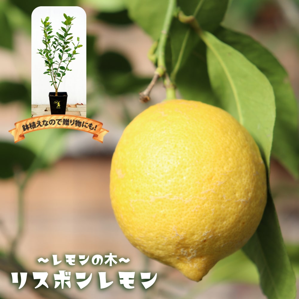 楽天スーパーセール対象商品 レモンの木  2年生接木苗 角鉢植え