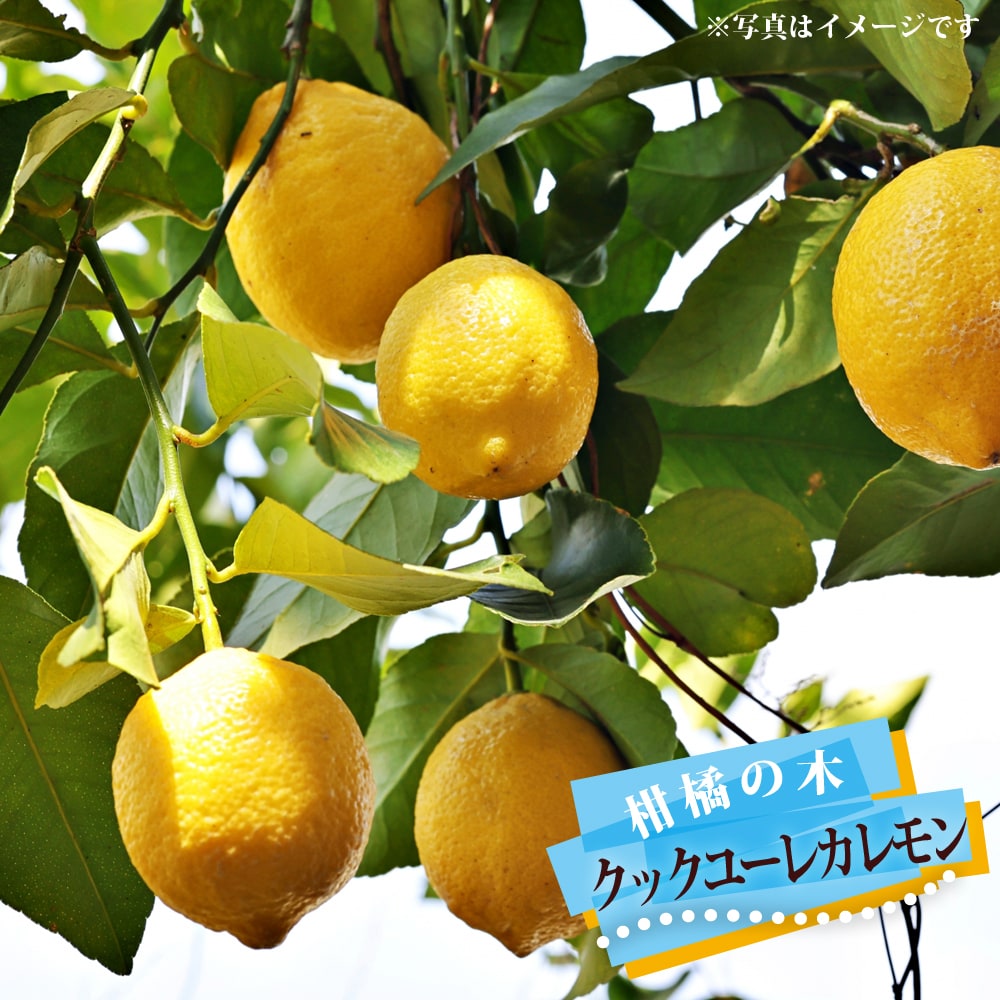 レモンの木 【クックユーレカレモン】 1年生接木苗