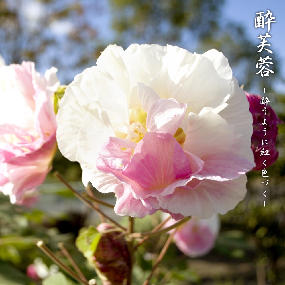 酔芙蓉（スイフヨウ） 4号ポット苗のサムネイル