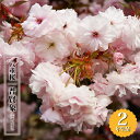 八重桜 【普賢象】 2年生 接木苗 6号ロングポット