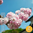 八重桜 【福禄寿】 2年生 接木苗 6号ロングポット