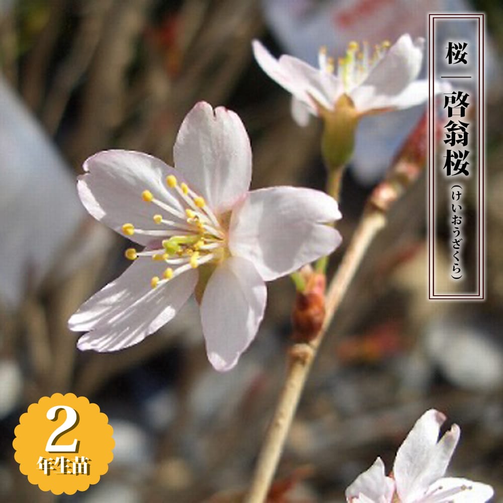 早咲きさくら 【啓翁桜 （けいおうざくら）】 2年生 接木 苗