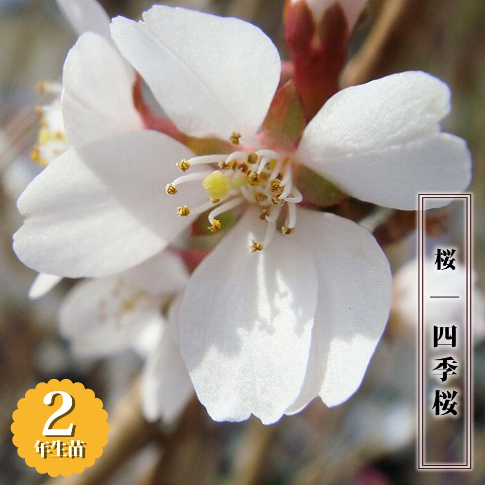 二季咲き さくら 【四季桜】 2年生 接木苗 6号ロングポット その1