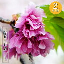 八重桜 【紅豊】 2年生 接木苗 6号ロングポット