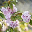 八重桜 【菊シダレ】 1年生 接木苗 【予約販売】12月~翌年1月頃入荷予定