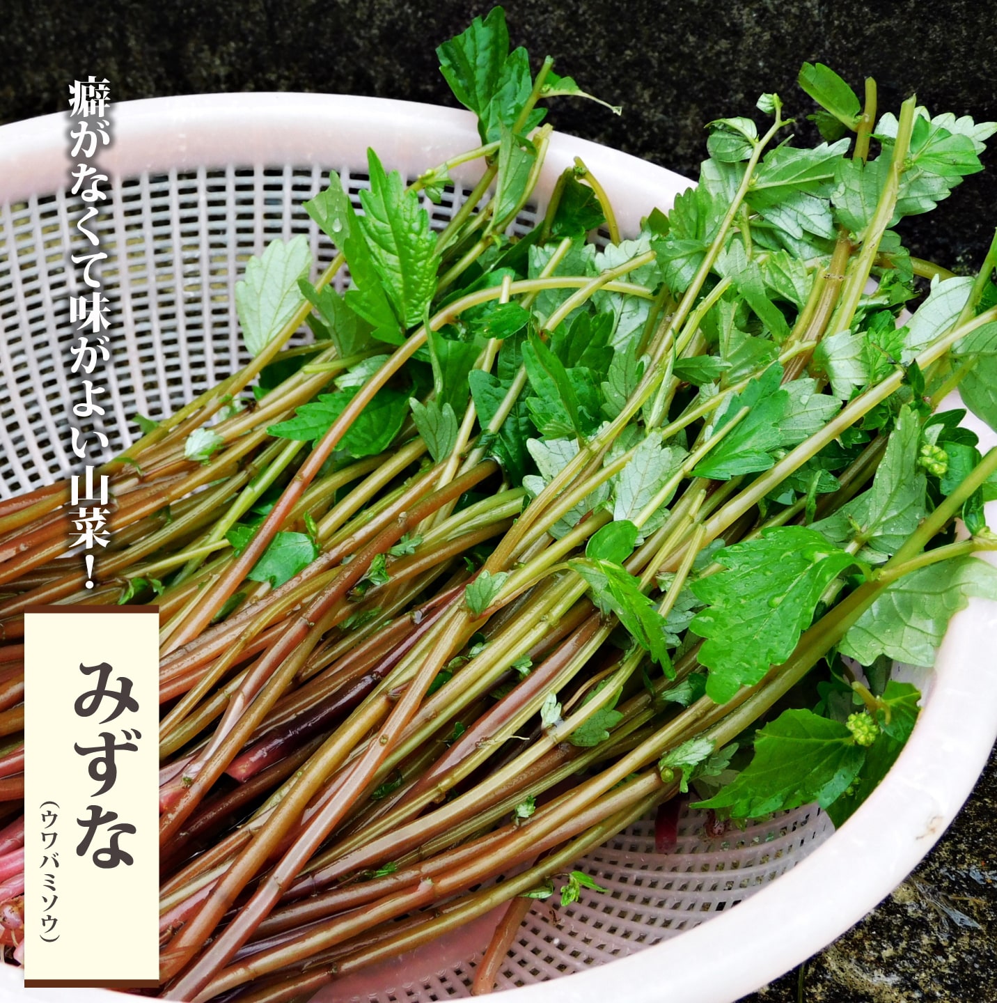 山菜 【ミズナ （ウワバミソウ）】 3.5号ポット苗のサムネイル