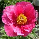 芍薬 【ポーラフェイ】 6号スリット鉢植え