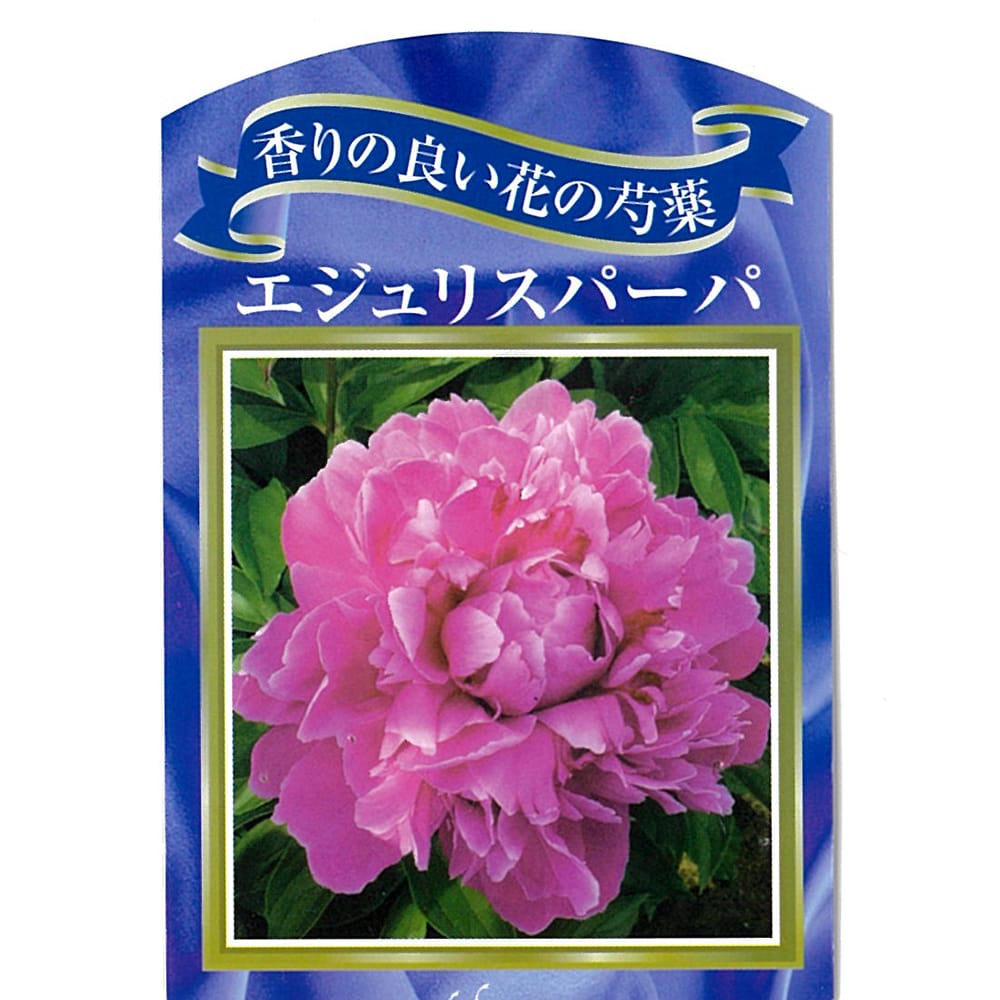 香りのある芍薬 【エジェリスパーパ】 4号ポット苗