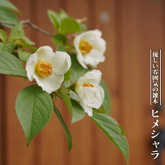 https://thumbnail.image.rakuten.co.jp/@0_mall/hana-online/cabinet/09215125/shara005_01.jpg