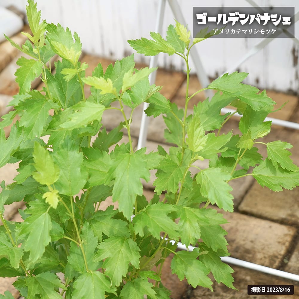 シモツケ 【ゴールデンパナシェ】 5号ポット苗