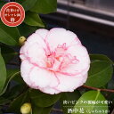 【酒中花(シュチュウカ)】 接木 フレグラーポット大苗 開花 3~4月頃 おしゃれ 鉢植え