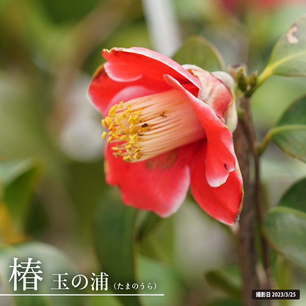 椿 苗 【玉の浦】 接木 白鉢苗 開花 3月～4月