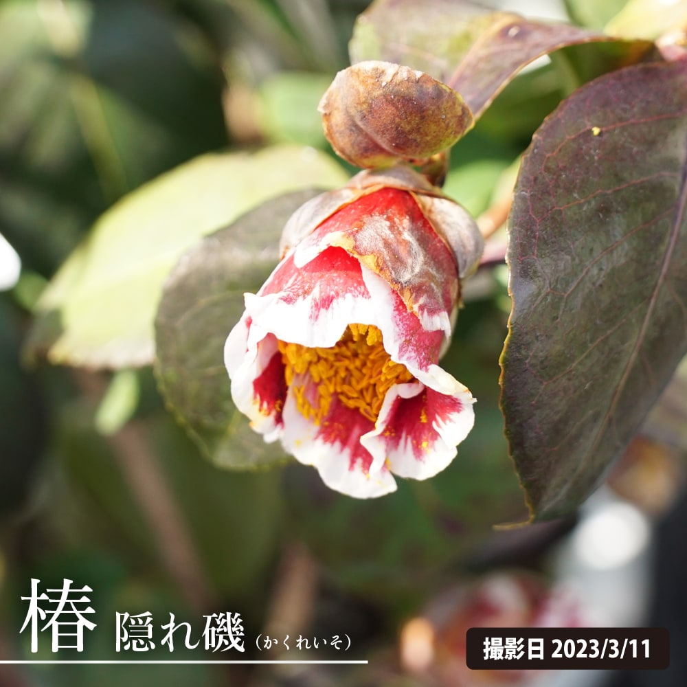 椿 苗 【隠れ磯（かくれいそ）】 接木 白鉢苗 開花3月