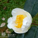 椿 苗 【窓の月 (まどのつき)】 接木 白鉢植え 開花 11末~3月 【予約販売】9月下~11月下旬頃入荷予定