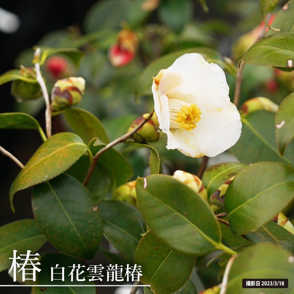 椿 苗 【白花雲竜椿】 接木 白鉢苗 開花 3～4月