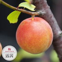 梅の苗木 【露茜】 梅 うめ 2年生接木苗 スリット鉢植え ■限定販売■ 登録品種・品種登録 【予約販売】10~11月頃入荷予定