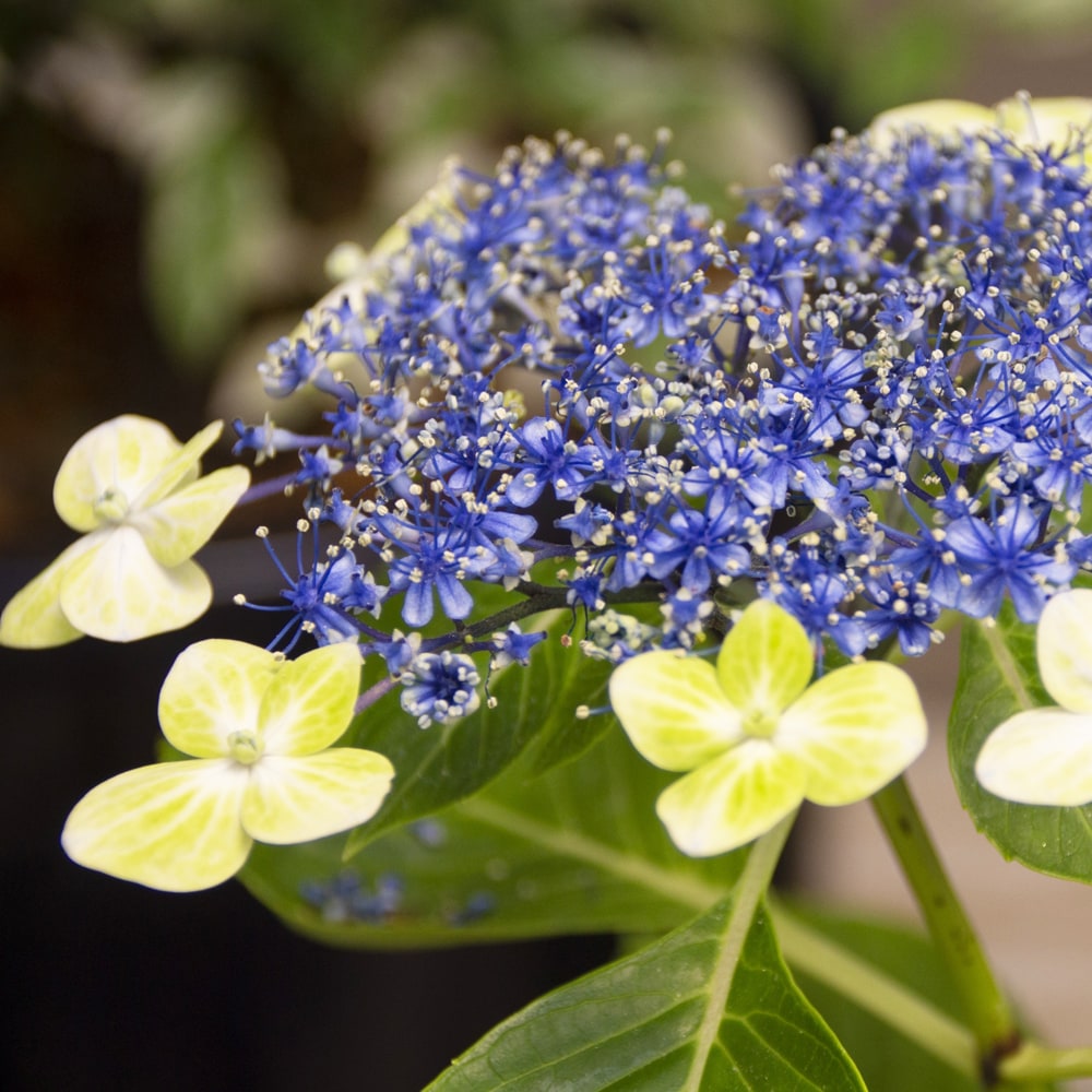 �ڥϥʥҥ��Х�塼�� �������� �����в� 6��ƫ��ȭ