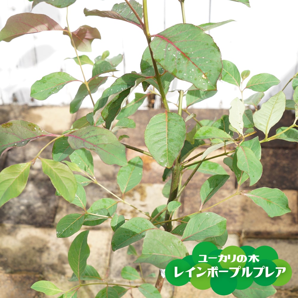 ユーカリの木 “レインボープルプレア” 5号ポット苗 シンボルツリー 生垣 目隠し 庭木 常緑樹