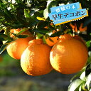 みかん 苗木 【早生デコポン 不知火】 3年生接木大苗 ■送料無料■ 【産地で剪定済 1.0m苗】 【予約販売】10月下旬頃入荷予定