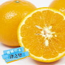 【津之望】 みかん 2年生接木苗 登録品種・品種登録
