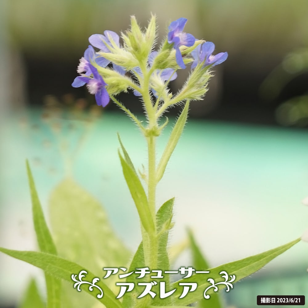 アンチューサー アズレア ポット苗のサムネイル