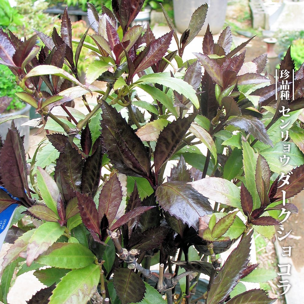 千両(センリョウ) ダークショコラ 3.5号ポット苗 【ハナヒロバリュー】