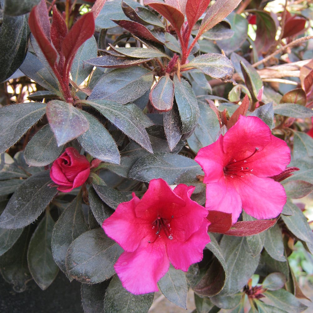 ツツジ カッパーエバー 3号ポット苗 【ハナヒロバリュー】のサムネイル