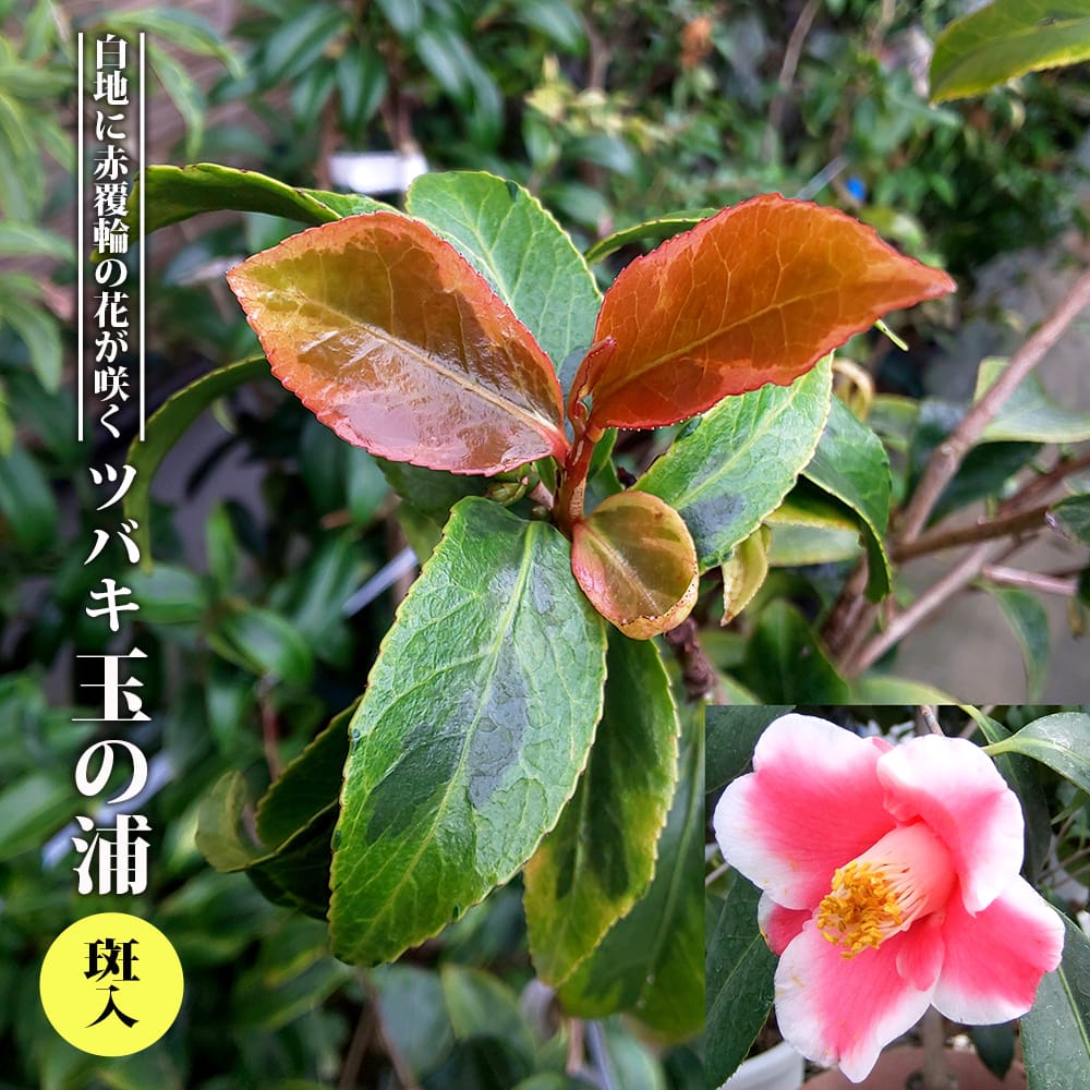 【斑入り玉の浦】 3.5号ポット苗 挿し木 【ハナヒロバリュー】