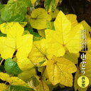 山ぶどう 【黄金葉】 3.5号ポット苗 【ハナヒロバリュー】