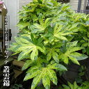 叢雲錦 ヤツデの商品画像