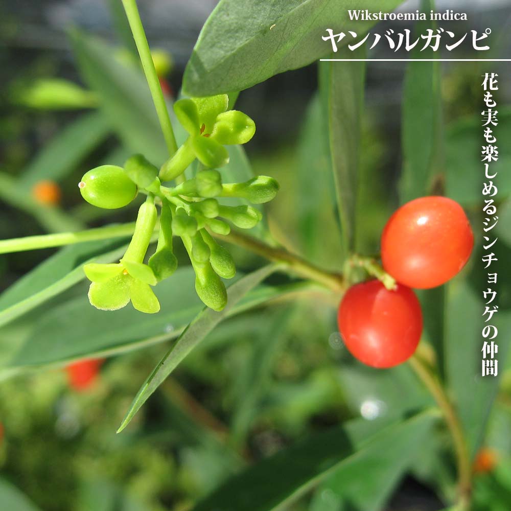 【ヤンバルガンピ】 3.5号ポット苗 実生苗